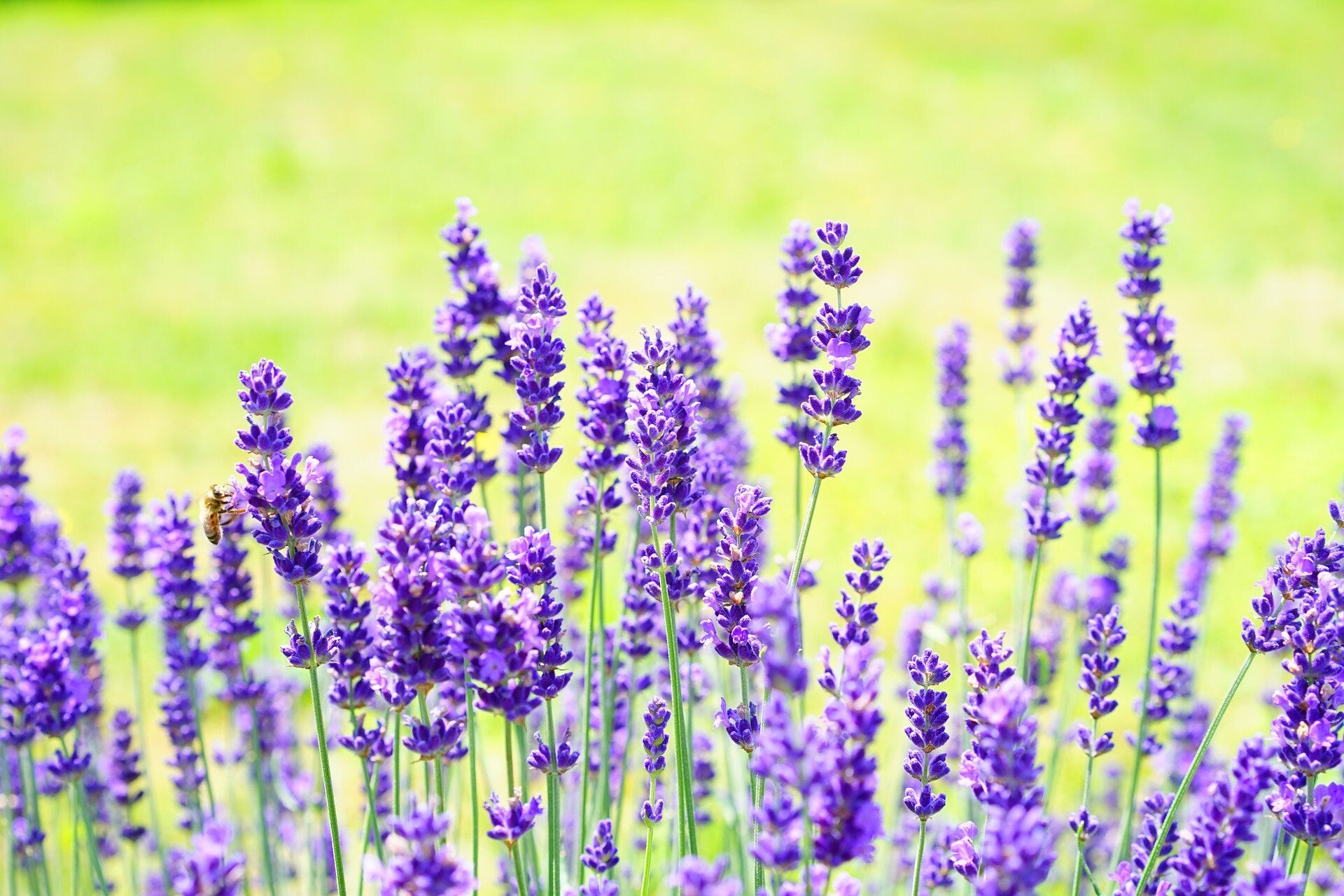 Lavender Hair Conditioner Solid Bar, Eco-Friendly